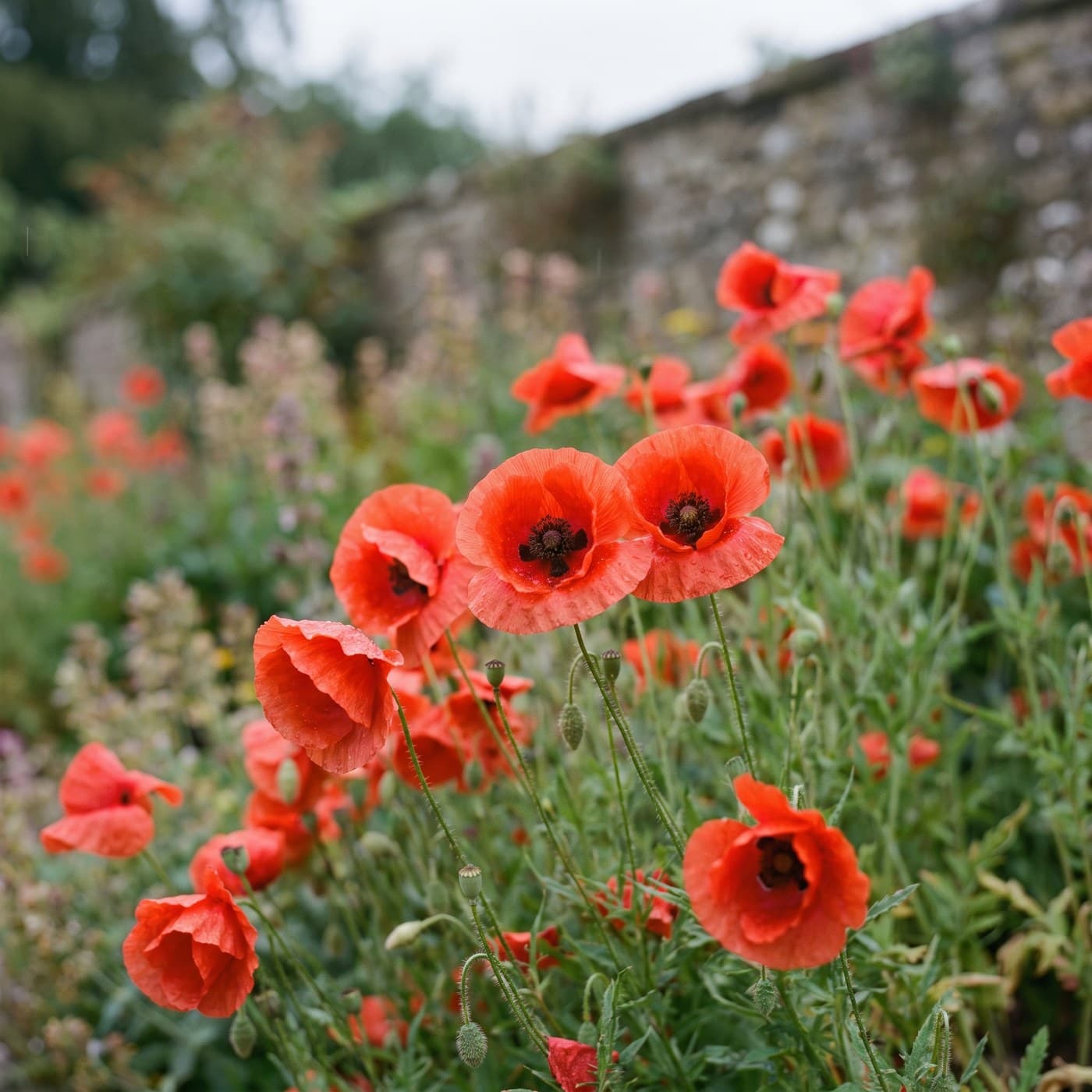 Field & Shirley Poppy Mix Seed Pack